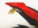 1A1004  Aprilia Fender Eliminator Kit